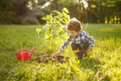 Vergroen je Omgeving en Plant Bomen